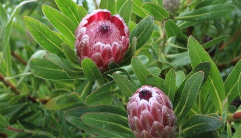 Expedición a La Palma