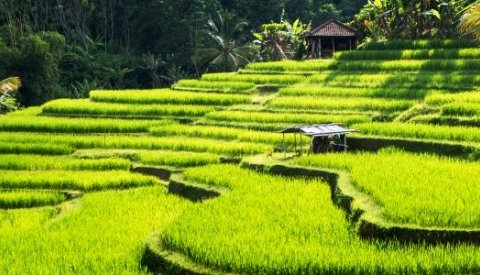 Bali y Komodo Single