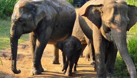 Maravillas de Sri Lanka