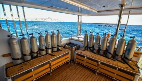 Nadar con delfines en libertad