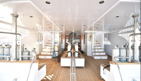 Nadar con delfines en libertad