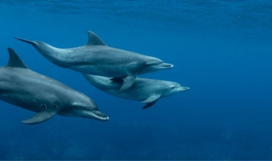Nadar con delfines en libertad