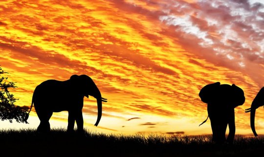 Kenya, Tanzania y Zanzibar