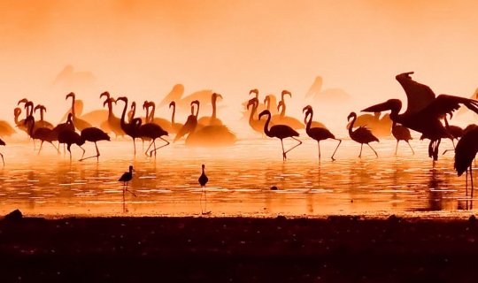 Observación de aves en Andalucía