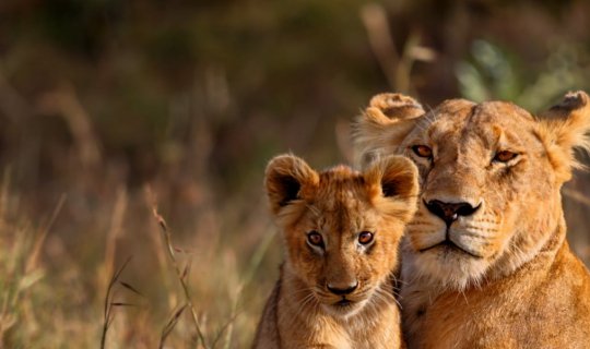 Aventura en Tanzania Single