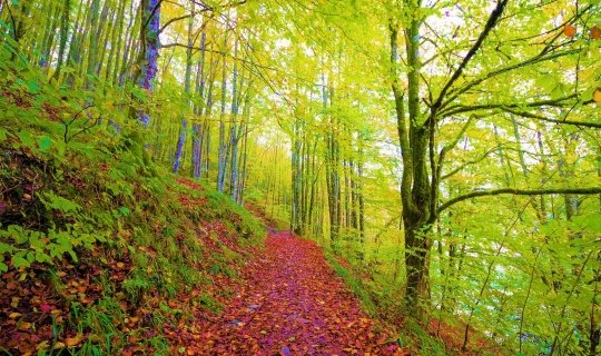 Bosques de Irati