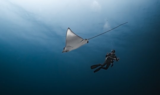 Maldivas Safari Buceo