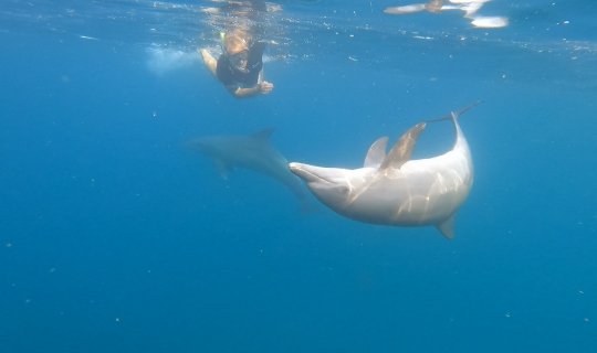 Nadar con delfines en libertad