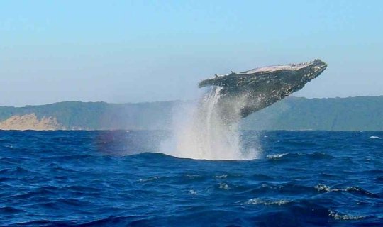 Sardine Run Sudafrica