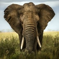 Fin de Año Okavango y cataratas Victoria