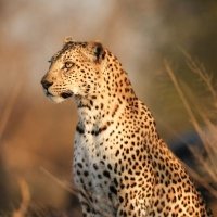 Sudáfrica y Swaziland