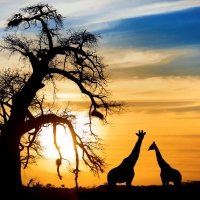 Aventura en Tanzania