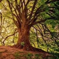 Bosques de Irati