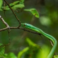 Dominicana en esencia