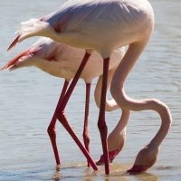 Observación de aves en Andalucía