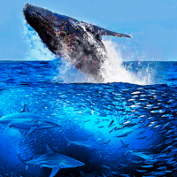 Sardine Run Sudafrica