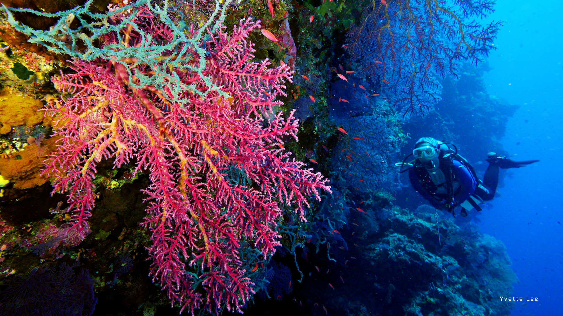 Buceo en Tubbataha Viajar Solo